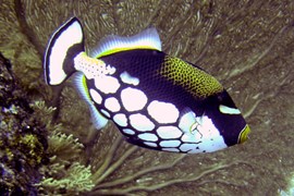 Discover spectacular coral reef and fish life off the beach